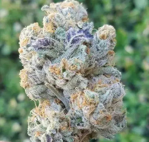 Slurricane Strain