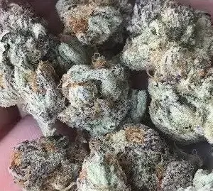 Sundae Driver Strain1